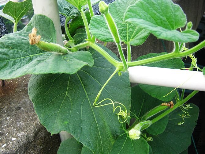 ���ǽ���ҹ����