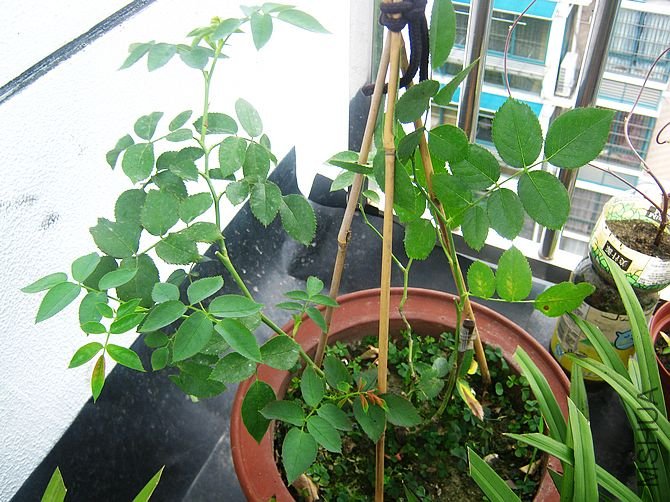 ��ǩ��������ɳ�������Ķ��Ư��