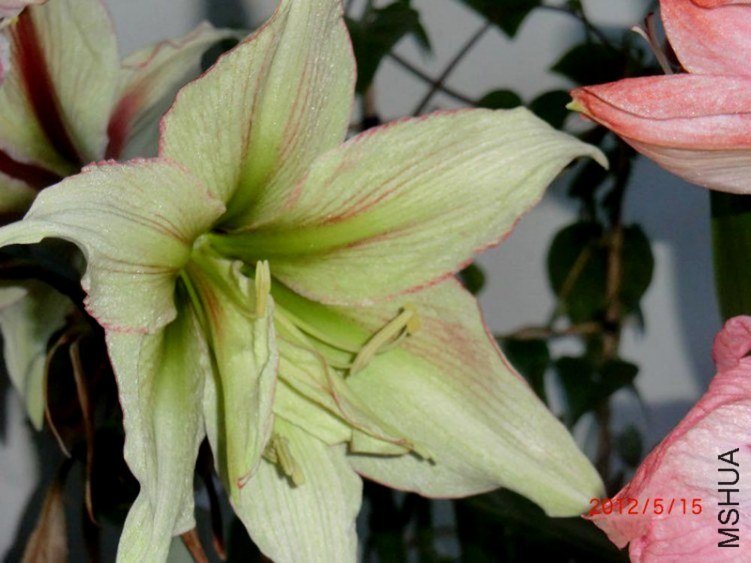 ħ��֮��    Magic Green2.jpg