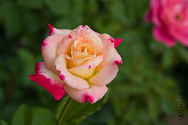 DSC_0043a.jpg