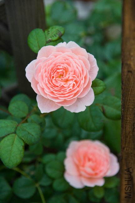 DSC_0061a.jpg