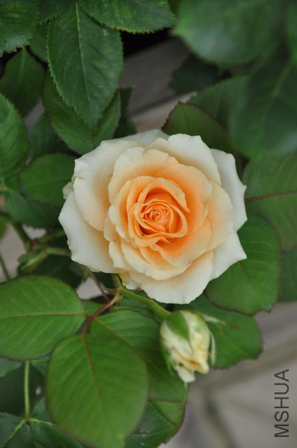 DSC_0063a.jpg