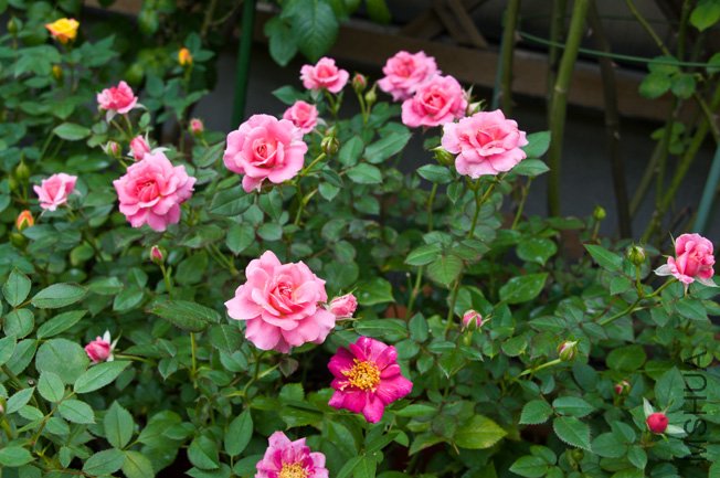DSC_0058a.jpg