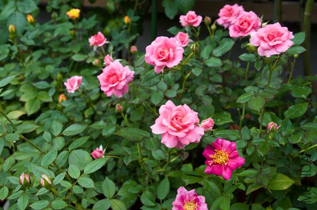 DSC_0059a.jpg