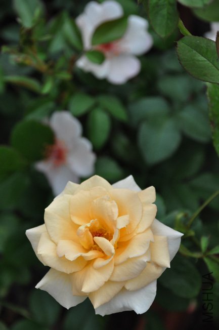 DSC_0065.JPG