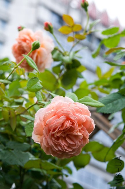 DSC_0036b.jpg
