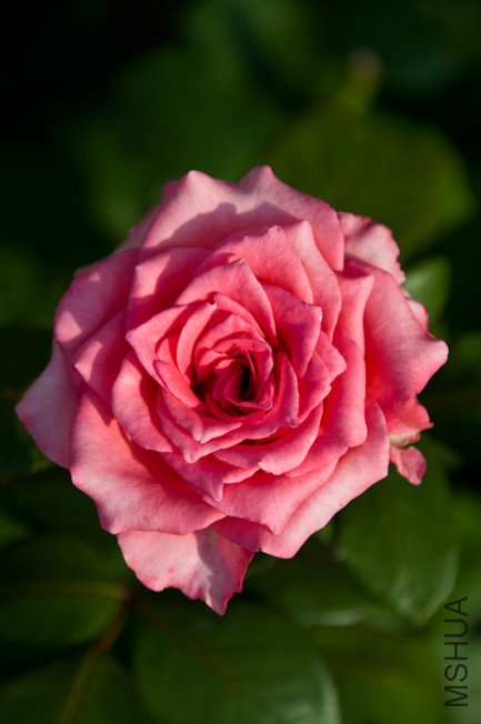DSC_0075b.jpg