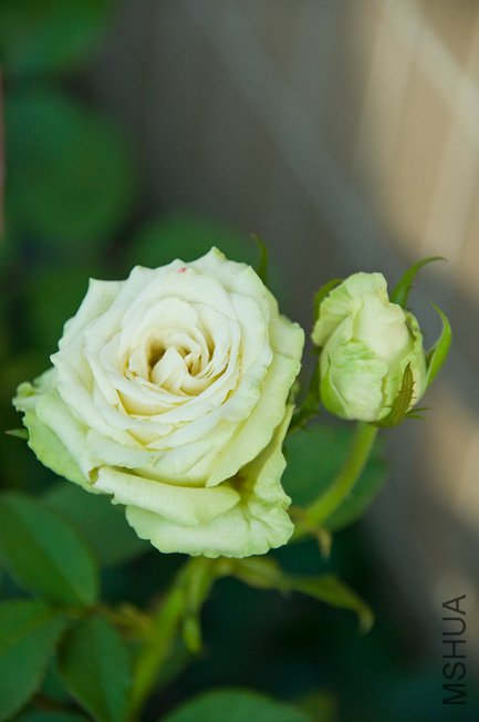 DSC_0077b.jpg