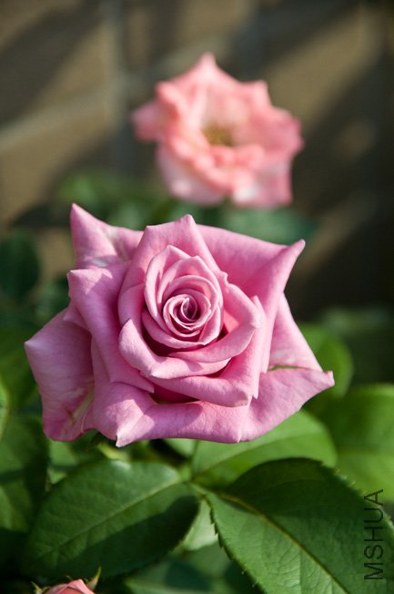DSC_0078b.jpg