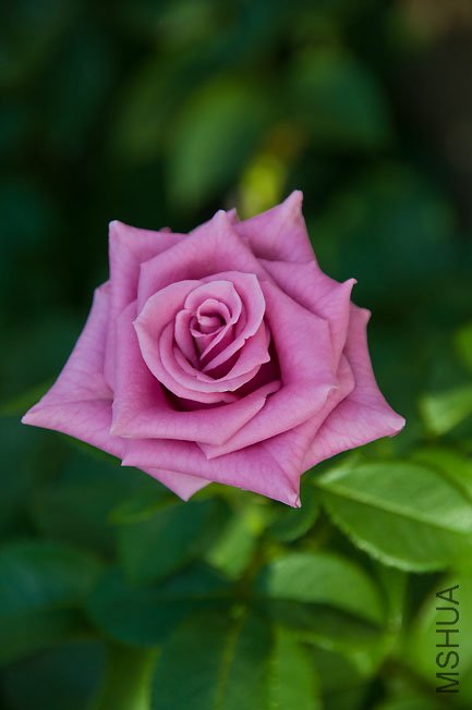 DSC_0080b.jpg