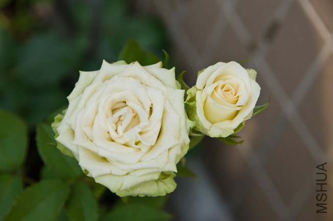 DSC_0040b.jpg