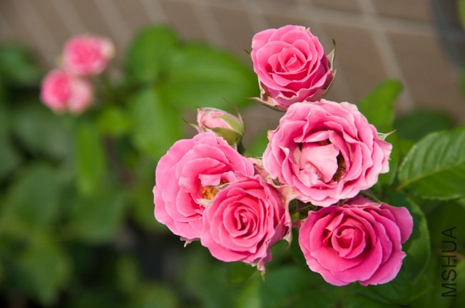 DSC_0039b.jpg