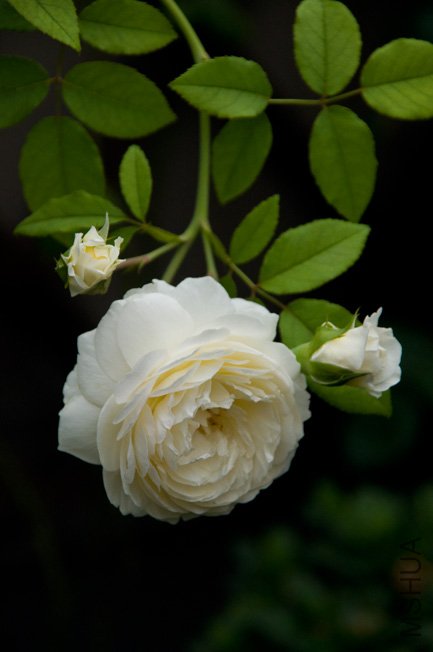 DSC_0076b.jpg