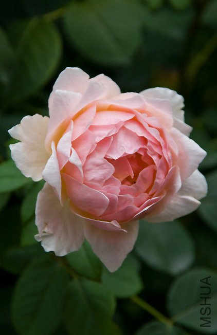 DSC_0072b.jpg