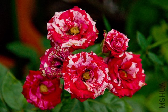 DSC_0078b.jpg
