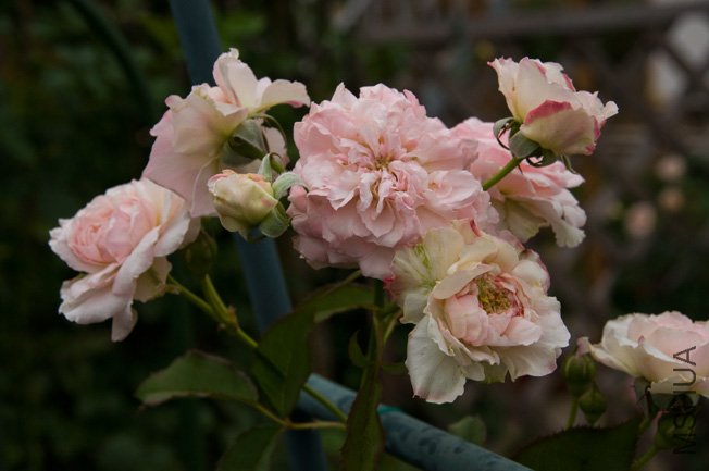 DSC_0063b.jpg