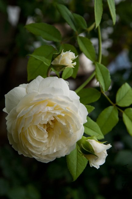 DSC_0064b.jpg