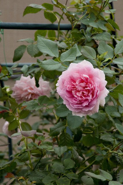 DSC_0026.jpg