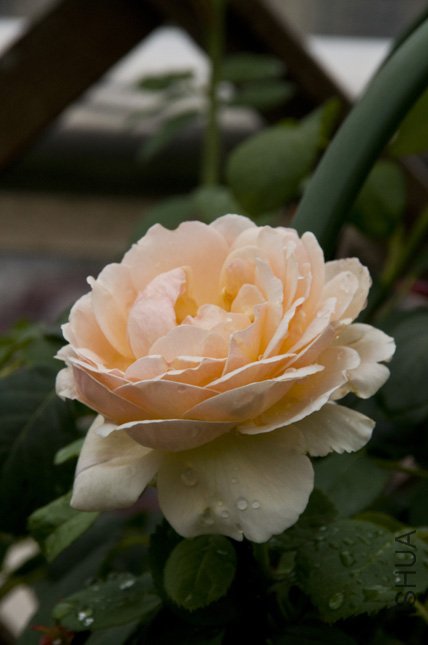 DSC_0032.jpg