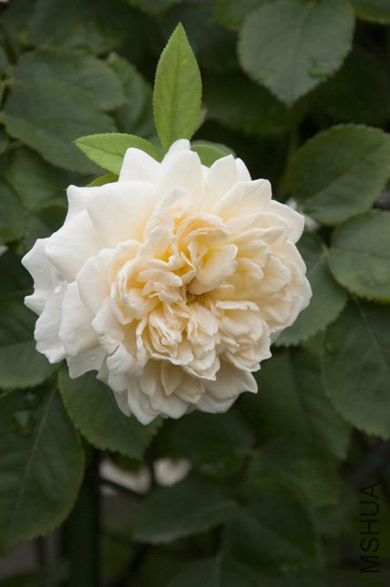 DSC_0028.jpg