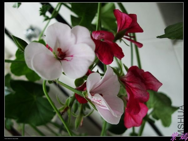 DSCF1550.jpg