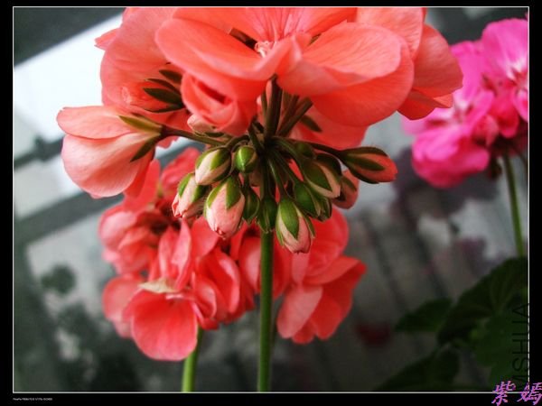 DSCF1564.jpg