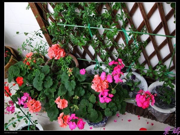 DSCF1659.jpg