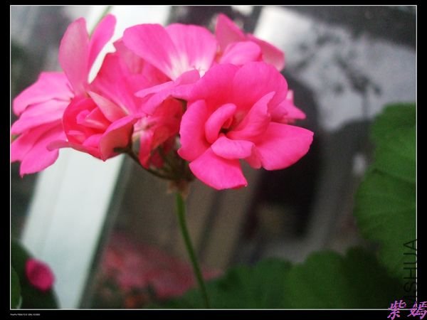 DSCF2215.jpg