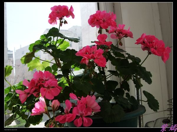 DSCF1487.jpg