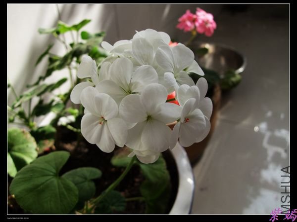 DSCF1690.jpg