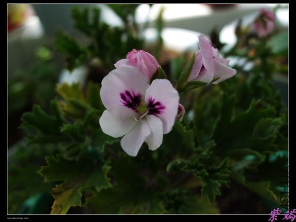DSCF1745.jpg