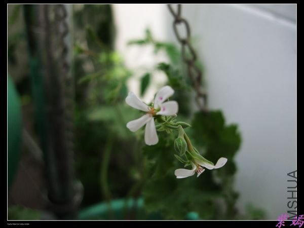 DSCF1747.jpg