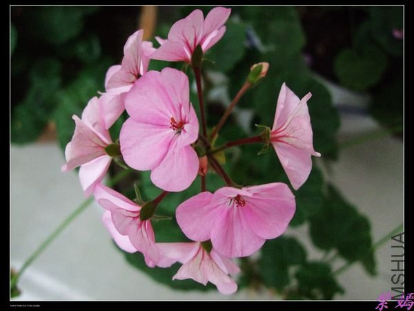 DSCF1890.jpg