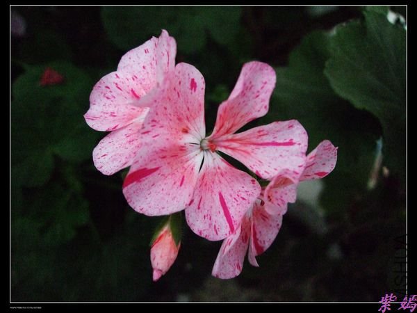 DSCF1896.jpg