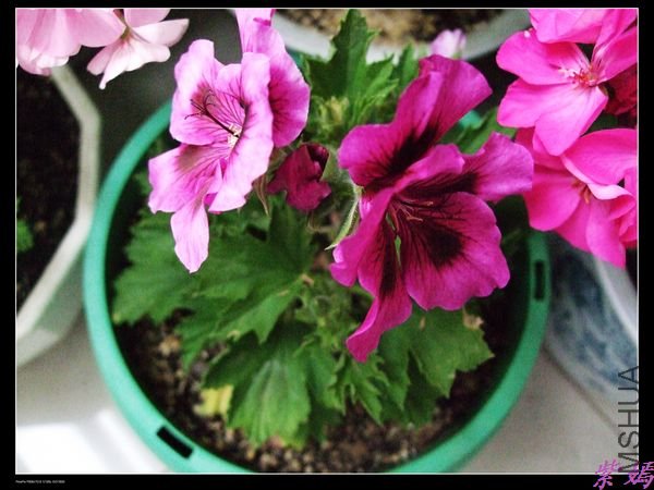 DSCF1893.jpg
