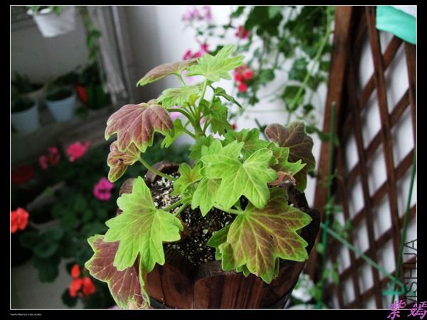 DSCF1899.jpg