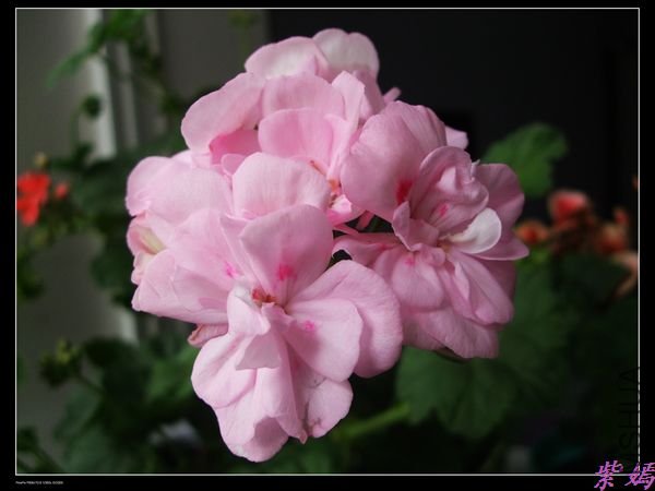 DSCF2254.jpg