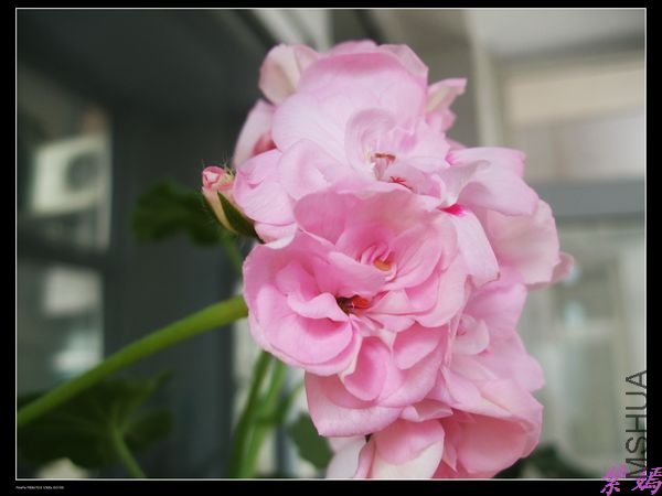DSCF2265.jpg