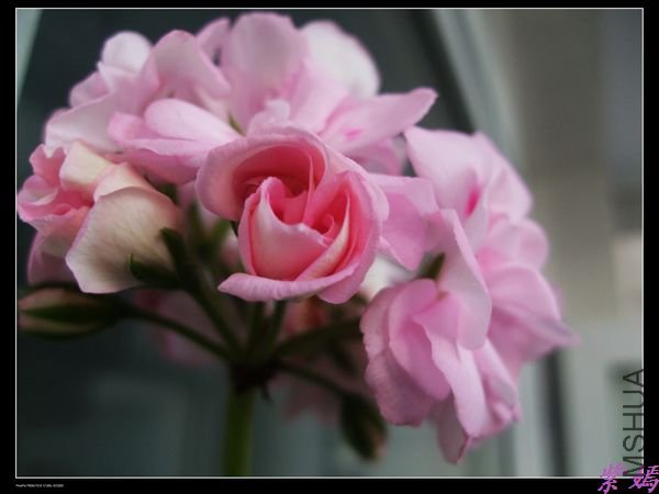 DSCF2260.jpg