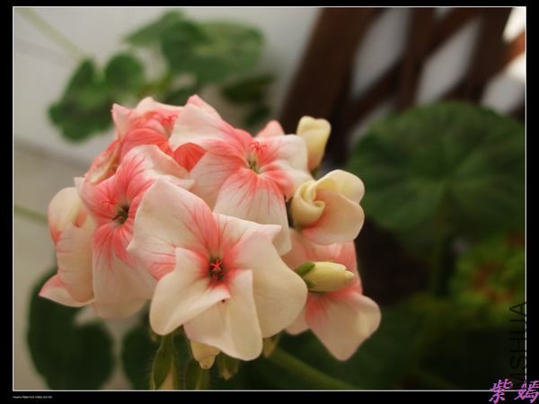 DSCF2209.jpg