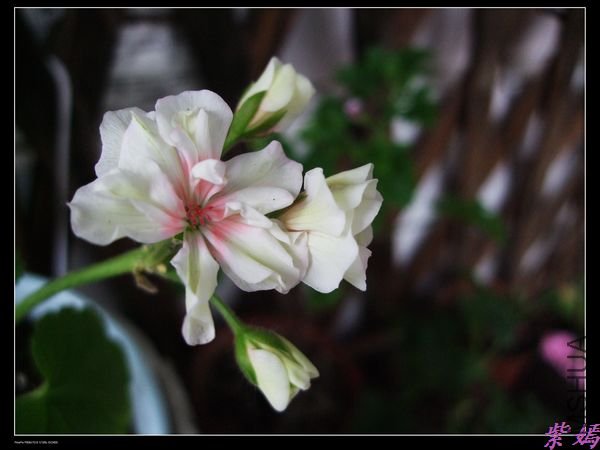 DSCF2336.jpg