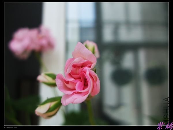 DSCF2283.jpg