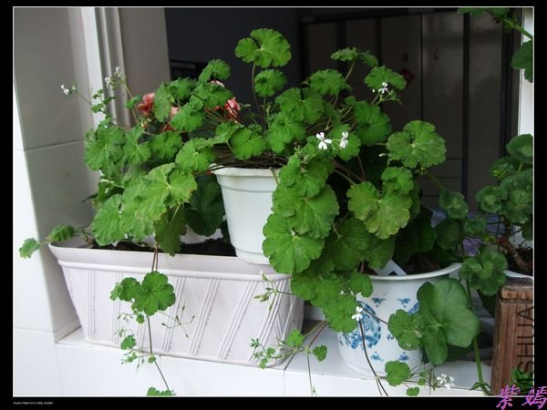 DSCF2272.jpg
