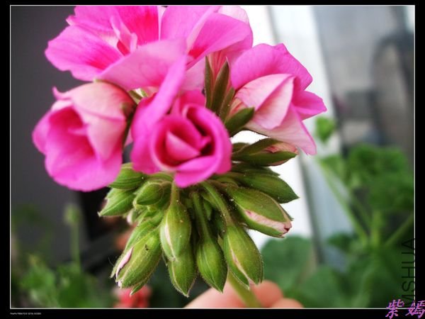 DSCF2291.jpg