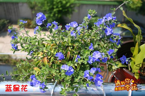 ��Ƭ 009_����.jpg