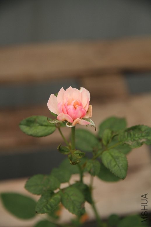 IMG_4050.JPG