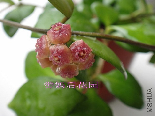 3Hoya heuschkeliana����1.jpg
