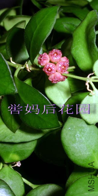 3Photo Compendium-Aloha Hoya.jpg