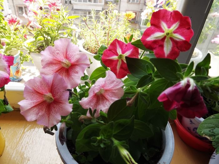 DSCF1008.jpg