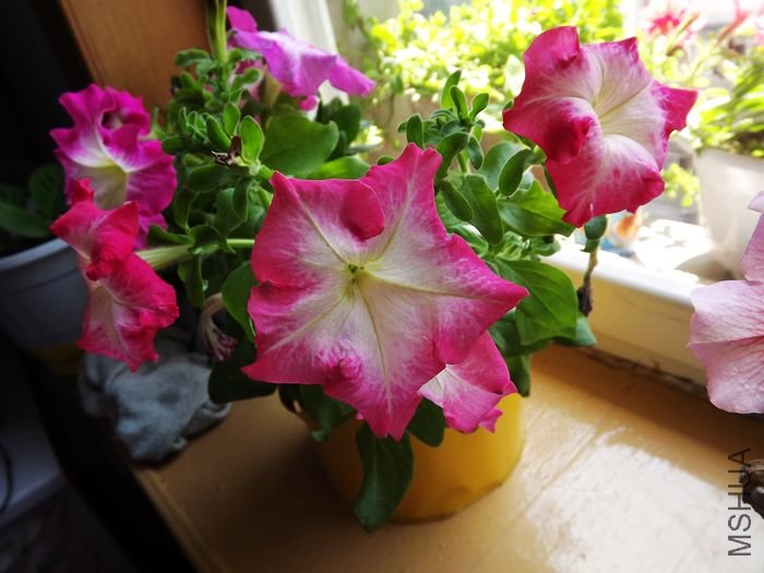 DSCF1007.jpg
